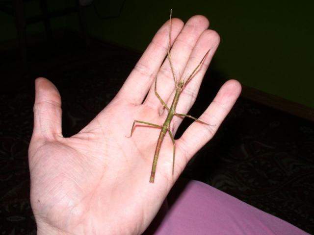 Baculum extradentatum