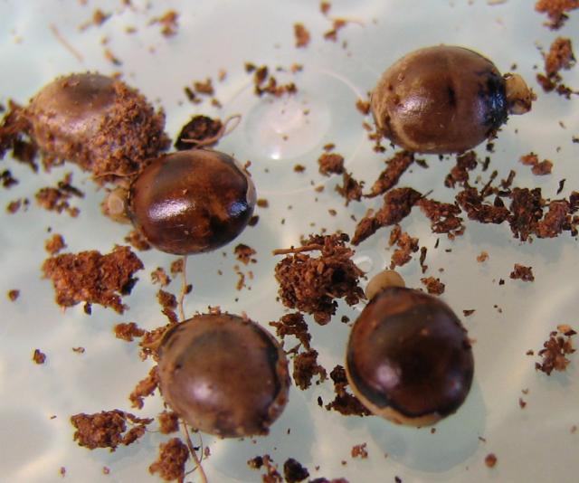 Extatosoma tiaratum kiaušiniai