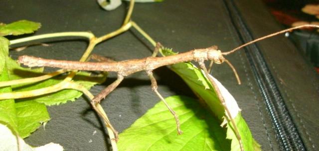 Lamponius guerini