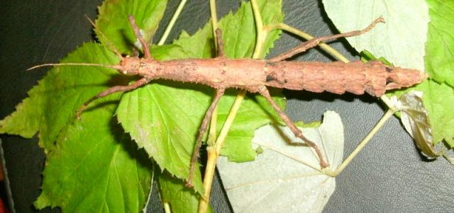 Lamponius guerini
