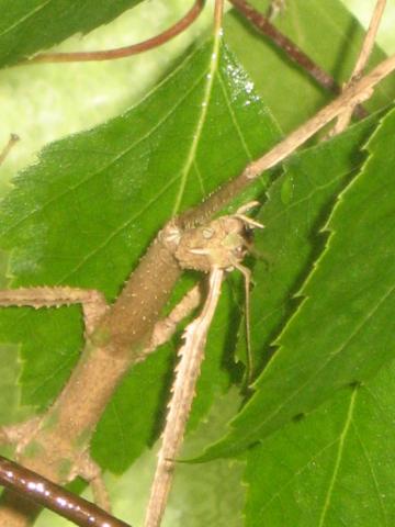 Baculum extradentatum