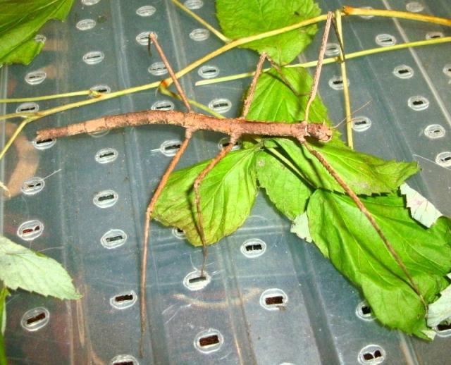 Medauroidea extradentata