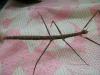 medauroidea_patele_t1.jpg