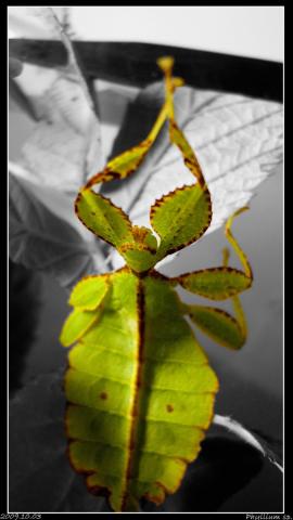 Phyllium sp.