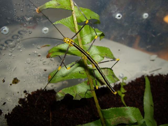 Oreophoetes peruana