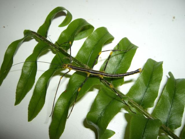 Oreophoetes peruana2