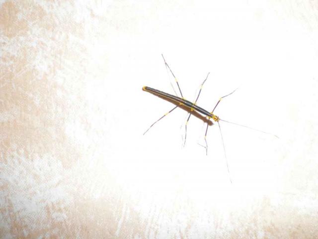 Oreophoetes peruana
