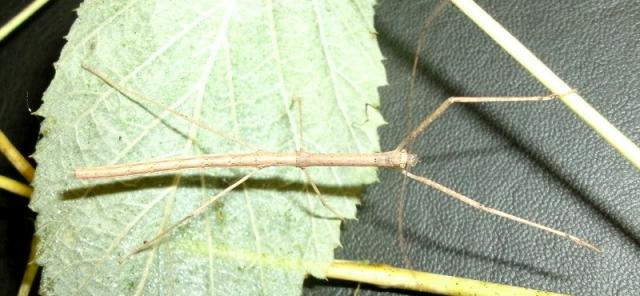 Phaenopharos khaoyaiensis