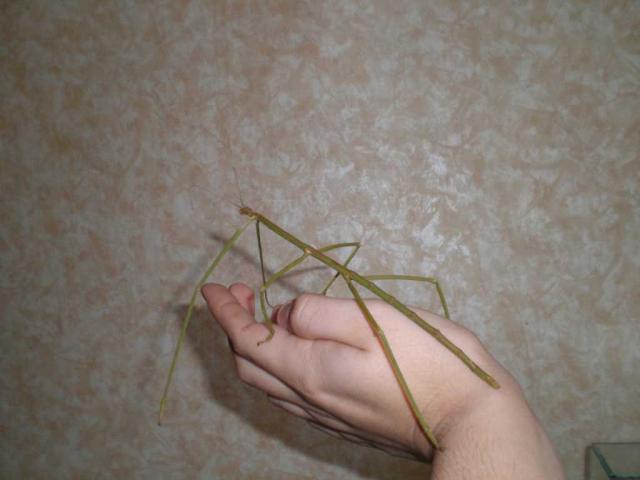 Phobaeticus serratipes