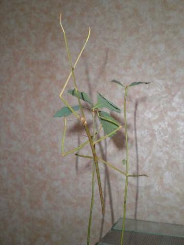 Phobaeticus serratipes 