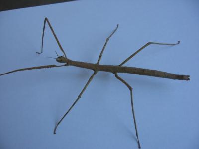 Baculum Extradentatum 01