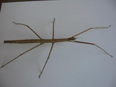Baculum Extradentatum 02