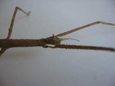 Baculum Extradentatum 03