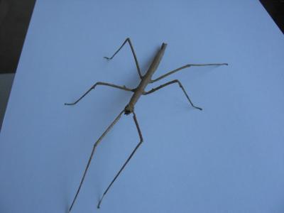 Baculum Extradentatum 05