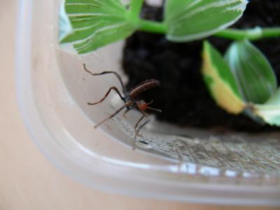 Extatosoma tiaratum jauniklis1
