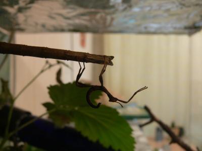 Mazoji ant didesnes gyvalazdes