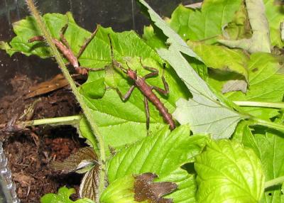 Extatosoma tiaratum