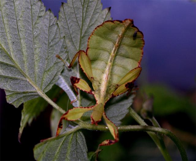 Phyllium siccifolium
