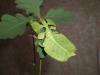 phyllium_t1.jpg