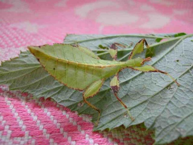 Phyllium 