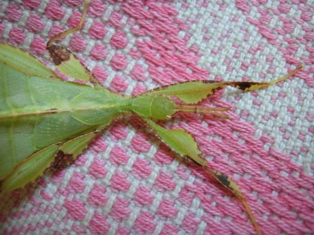 Phyllium