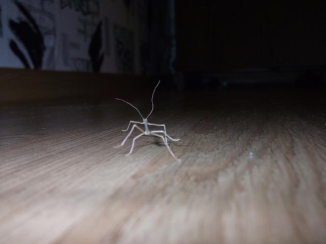 Phaenopharos Khaoyaiensis