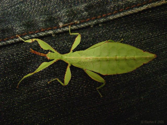 Phyllium sp. (Phillipines)