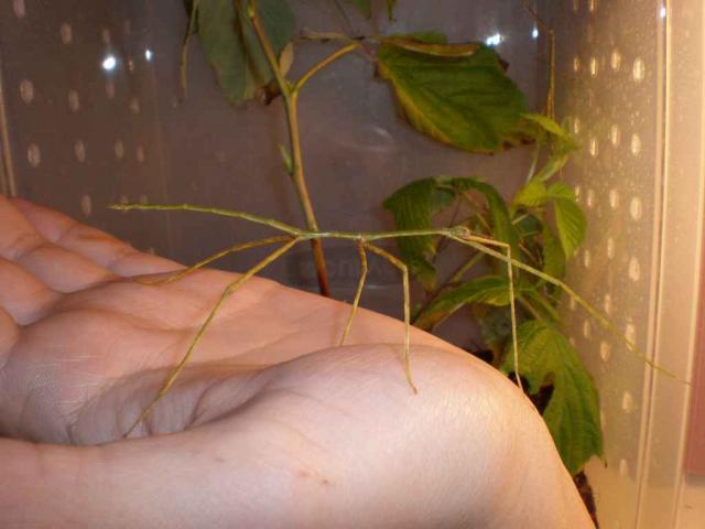 Phobaeticus serratipes