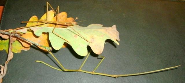 Phobaeticus serratipes