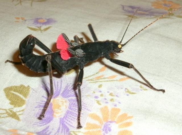 Peruphasma schultei