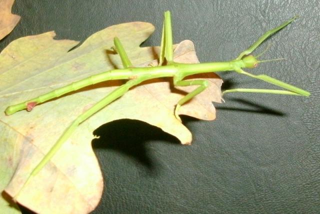Pharnasia sumatrana