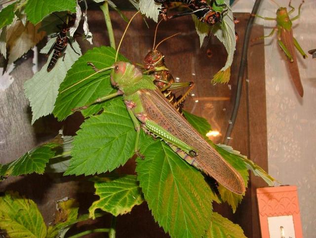 Tropiniai skeriai Tropidacris violaceus. 