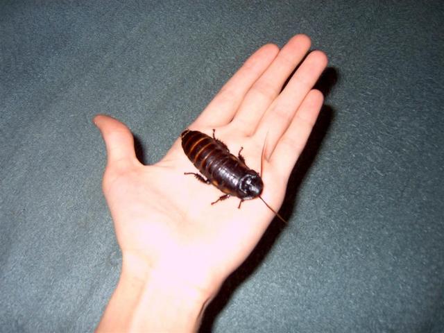 Gromphadorhina portentosa
