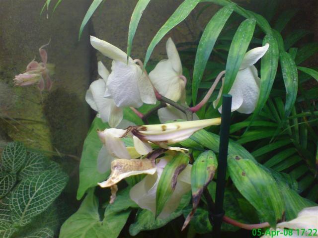 Maldininkas