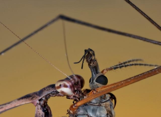 Budwing mantis