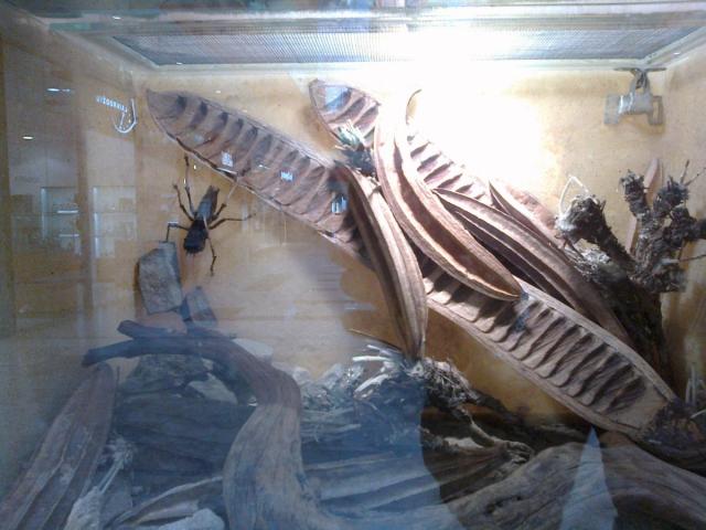 kazkoksai idomus padarelis