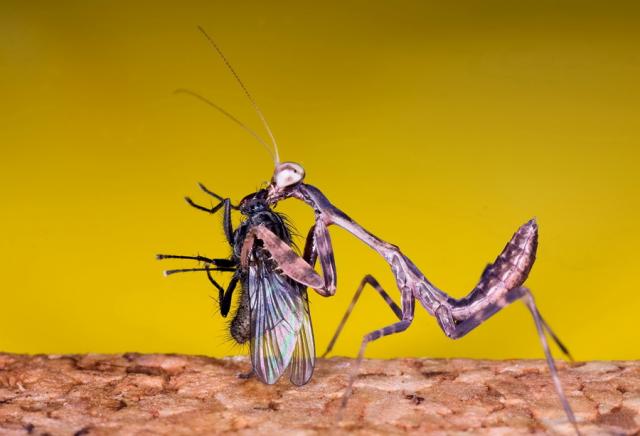 Budwing mantis