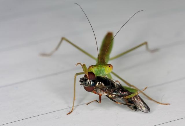 Rhombodera basalis