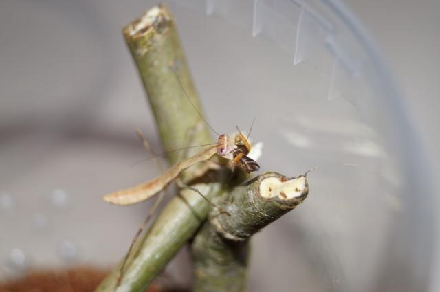Polyspilota aeruginosa
