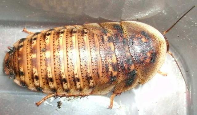 Blaptica dubia