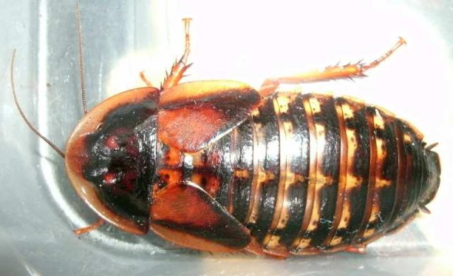 Blaptica dubia