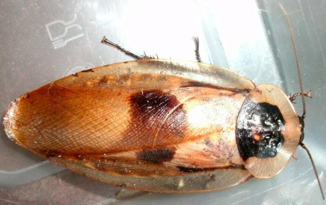 Blaberus giganteus