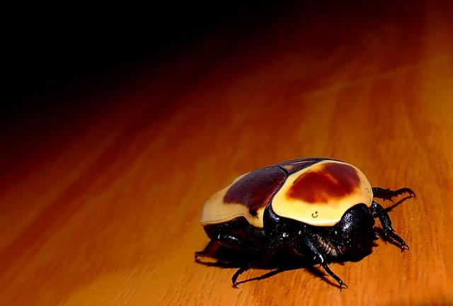 Pachnoda marginata