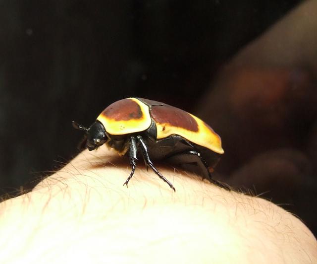 Bronzinukas