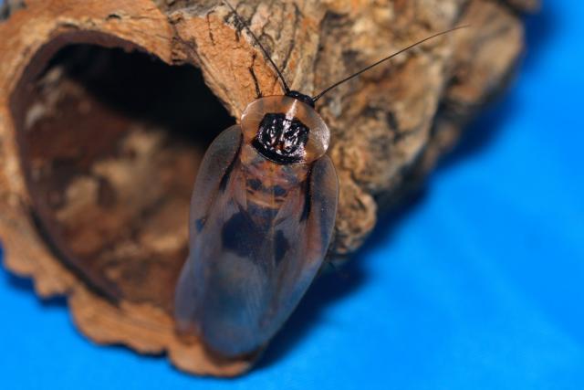 Blaberus craniifer