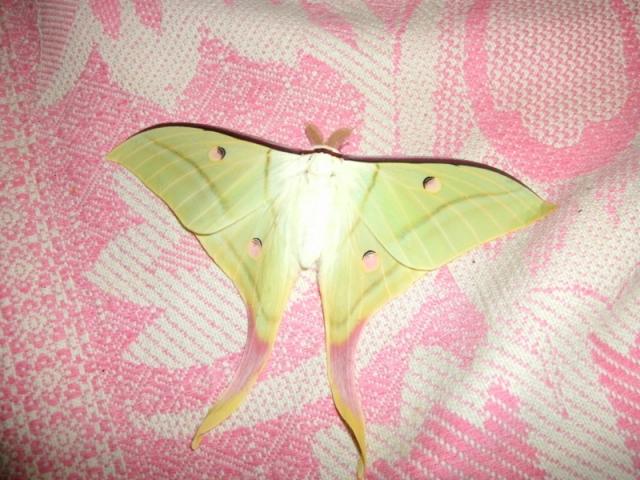 Actias