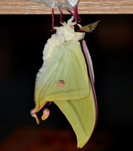 Actias selene