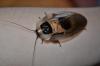 dsc_0186_t1.jpg