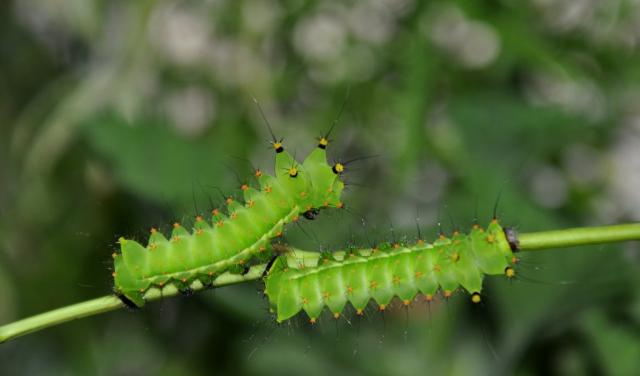 Actias selene