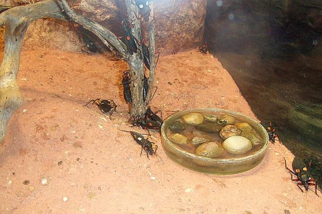 Ryga zoo